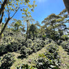 El Bueyerito Caturra washed – Espresso aus Costa Rica, nussig