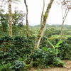 Finca Idealista Pacas – Espresso
