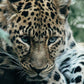 Costa Rica Jaguar Honey - Filter1