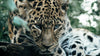 Costa Rica Jaguar Honey - Filter1