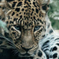 Costa Rica Jaguar Honey - Espresso1