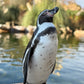 PROUD PENGU - LIMITED EDITION4
