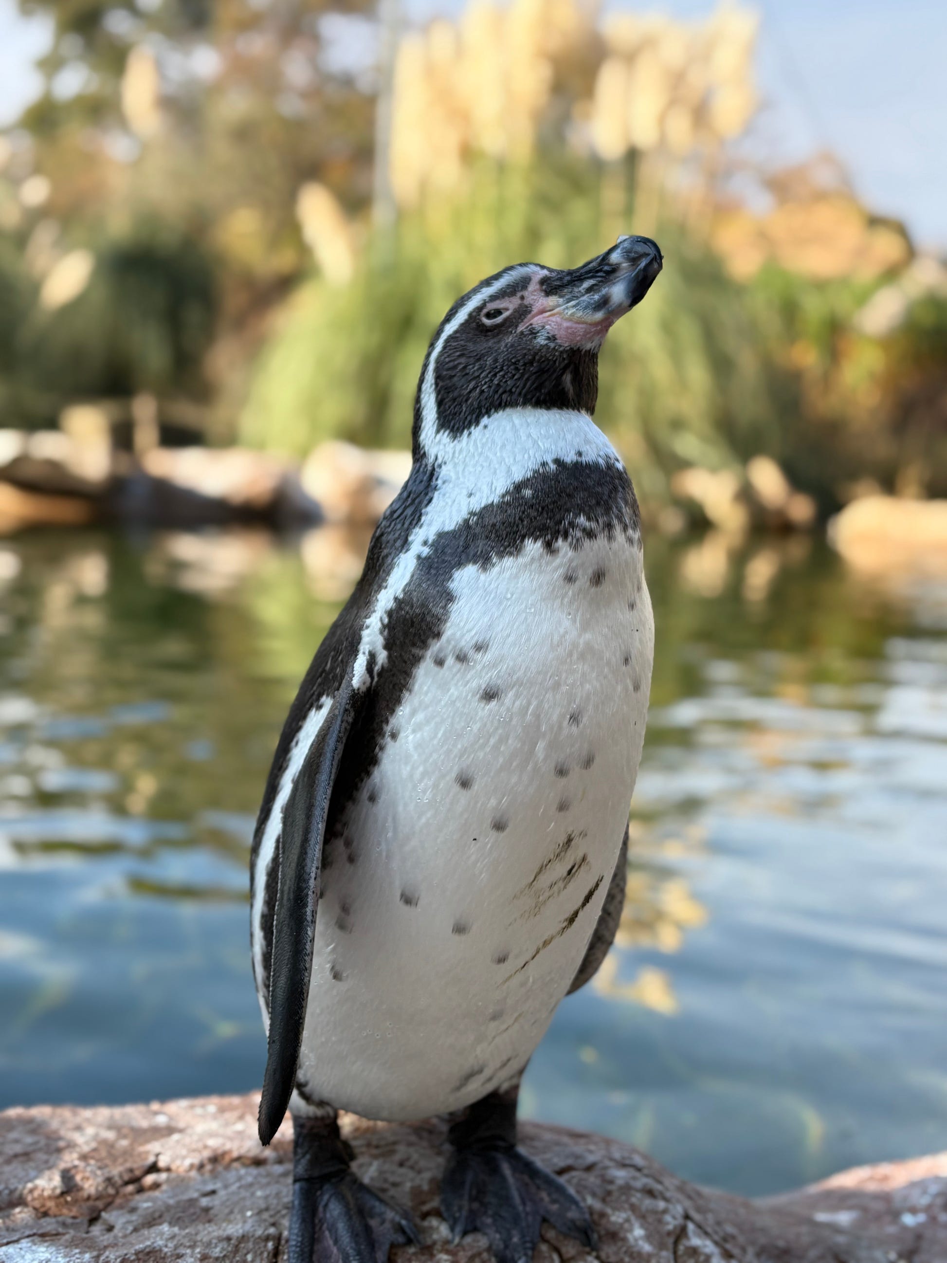 PROUD PENGU - LIMITED EDITION4