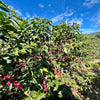 El Monte San Roque – Filter