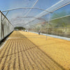 Tono Villa Sarchi – Filter