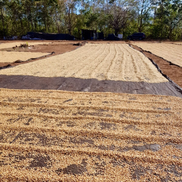 El Bueyerito Caturra washed – Espresso aus Costa Rica, nussig