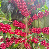 El Bueyerito Caturra washed – Espresso aus Costa Rica, nussig