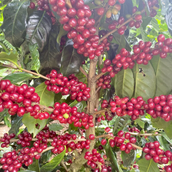 El Bueyerito Caturra washed – Espresso aus Costa Rica, nussig
