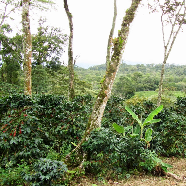 Finca Idealista Pacas – Espresso