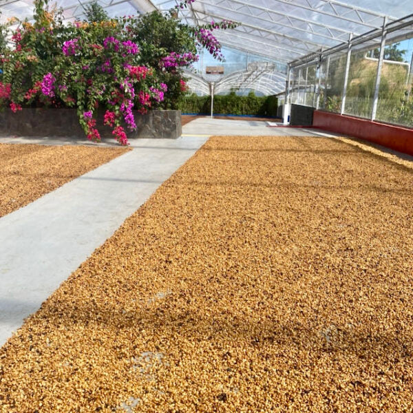 Las Lajas Caturra honey – Espresso