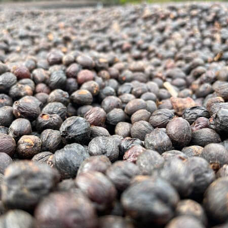 Hellen natural – Filter aus Costa Rica mit Zitronenkuchen-Aroma