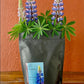 Lupinen pur!2