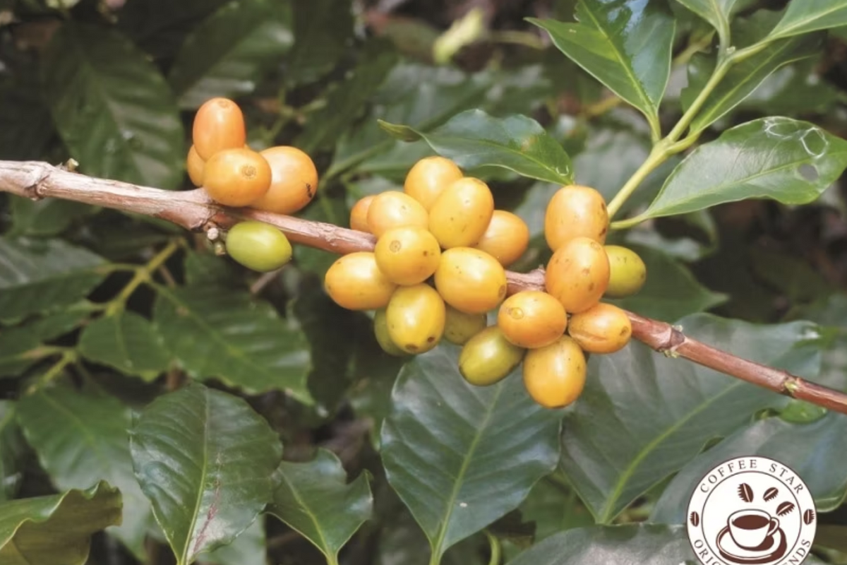 Coffee Star Origins & Blends Wedding