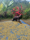 Papua Neu Guinea - Filter6