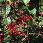 El Salvador - Espresso5