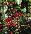 El Salvador - Espresso5