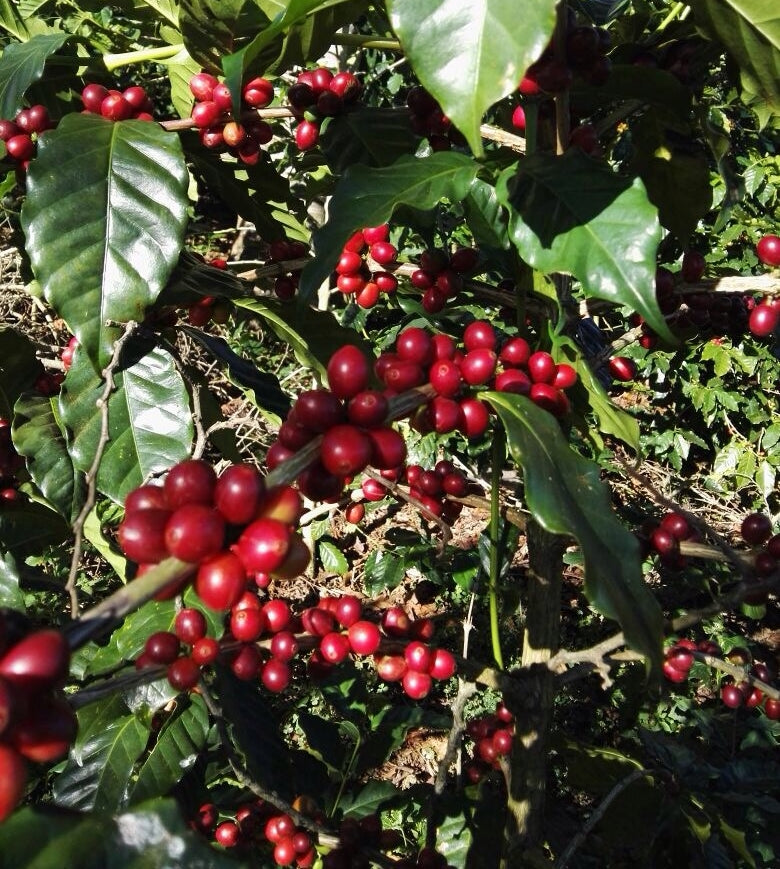El Salvador - Espresso5