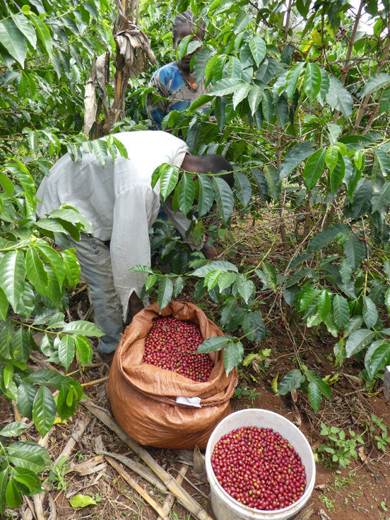 Ruanda "Kivu Pearl" - Espresso5