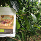 Manos Campesinas – Guatemala Washed3