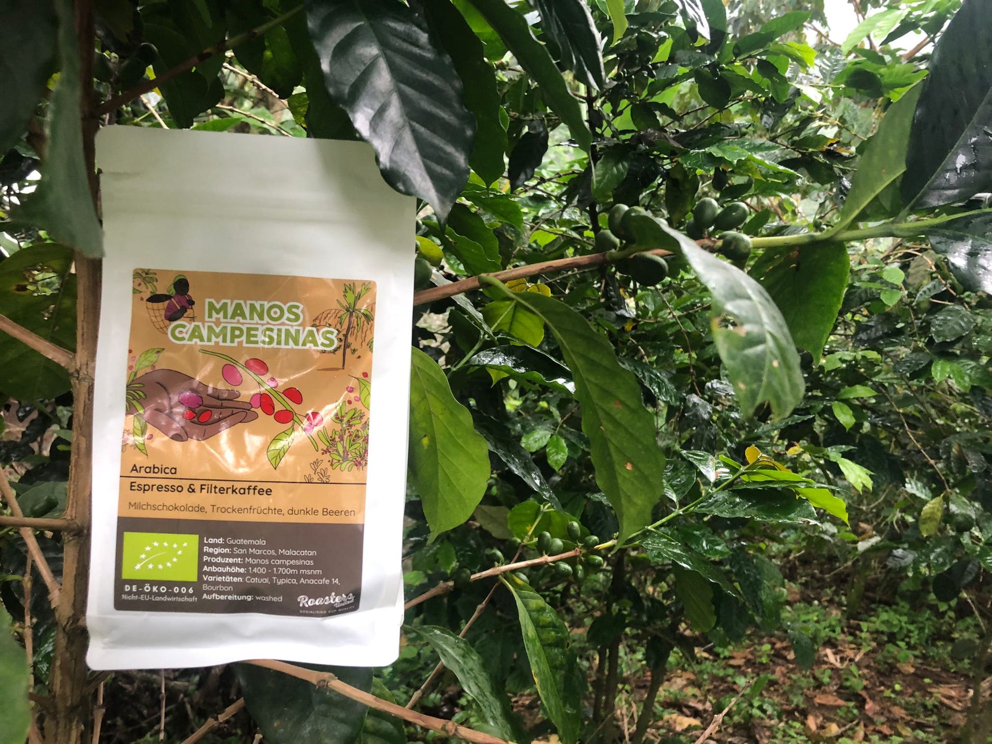 Manos Campesinas – Guatemala Washed3